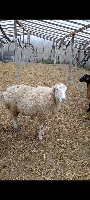 bala qazlar: Dişi, Qala, il: 1, 50 kq, Damazlıq, Ünvandan götürmə — 2