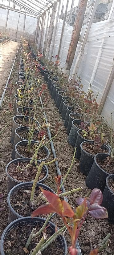 gul ağacı: Qızılgül fidanları – qablarda • Növ: peyvənd olunmuş qızılgül kolları — 6