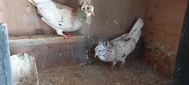 goyercin aliram: Cutduler 40 manata cutu — 4