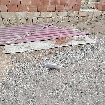 chappi it yemi: Kül rəngli delfin satılır 25 — 3
