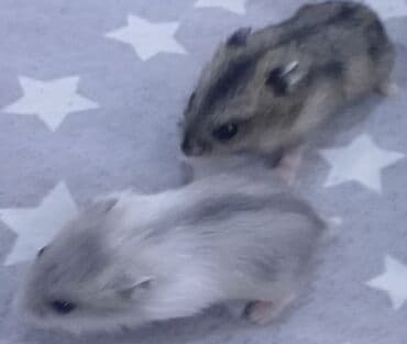 bala doşan: Djungar (cücə) hamsterləri. və 1 Hamster 4Azn - Kiçik ölçülü, sakit — 2