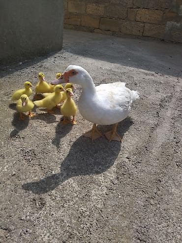 labrador satisi: Dişi, | Lal ördək, Damazlıq, Ünvandan götürmə — 1