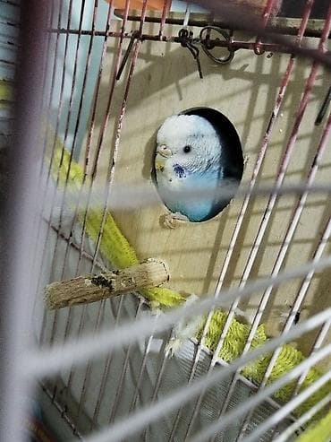 muhabbet kuşu satış: Bir Cüt Qəfəslə Birlikdə Hazır Maya Papuqay Satılır Dişi Quş Hal — 2