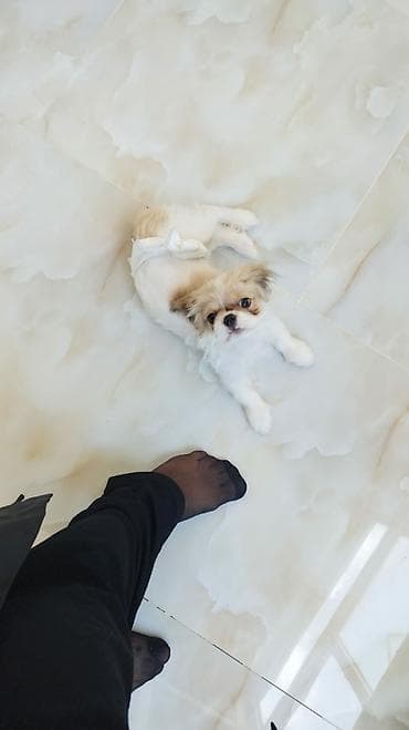 Pekines