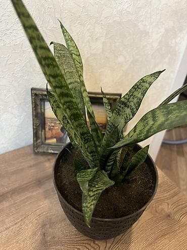 dekor guller: Sansevieria – otaq bitkisi - Növ: Sansevieria trifasciata zolaqlı — 1