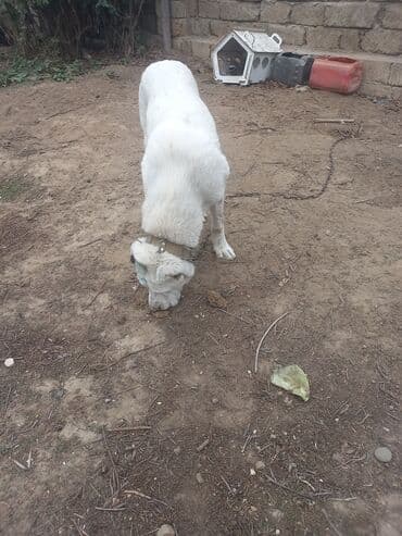 маленькие собаки в баку: Алабай — 2