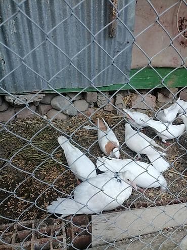 Göyərçinlər: Kohne nesil aglar ucushtu saglam heyvanlardi terqizilir deye hamisini — 1