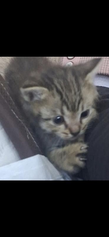ev heyvanlari: Təcili!Çox mehriban və təmiz Mia sahibləndirilir.Tam təmizdir,ev — 4