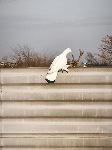 turnik burus: Iki erkək göyərçin oynaq sağlan heyvanlar — 8