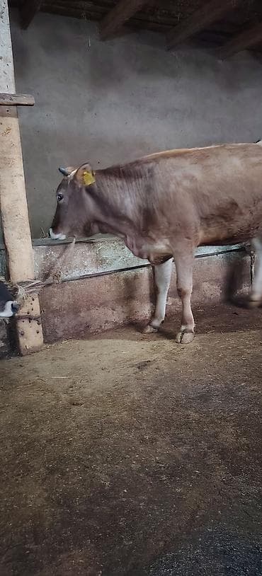 ov iti satilir: Dişi düyə damazlıq südlük ətliyə yararlıdır Ünvan Novxani — 5