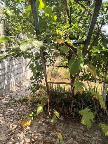 mida hövsan 10 mərtəbəli binanın 7ci mərtəbəsi: Naxcvan qaracuq qesebesi mecidin yanda duz asfaltin qiraqnda 17sotda — 11