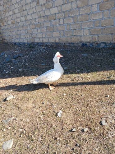 lal ördek: Muscovy (hind) ördəyi – ağ rəngli - Cins: Muscovy/hind ördəyi - Rəng — 2