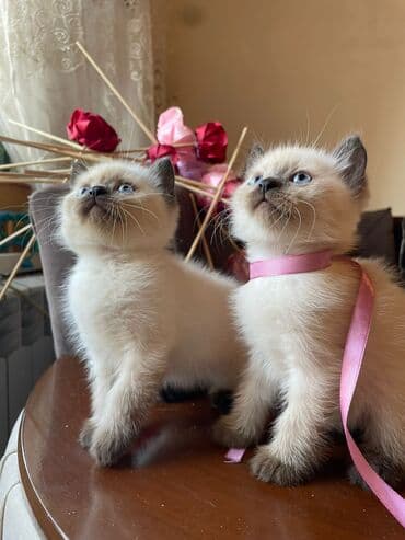 şotlan pişik: Şotland yastı qulaq, Erkək, Dişi, Yaxşı əllərə, Ünvandan götürmə, Pulsuz çatdırılma, Ödənişli çatdırılma — 167