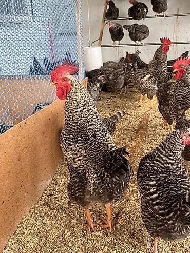 kənd toyuqlarının satışı: Toyuq, Damazlıq, Ödənişli çatdırılma — 10