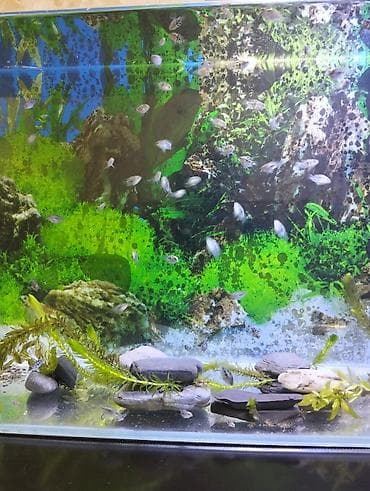 farel balıq: Dördbucaq akvarium, Balıqlarla birlikdə, 35 l — 4