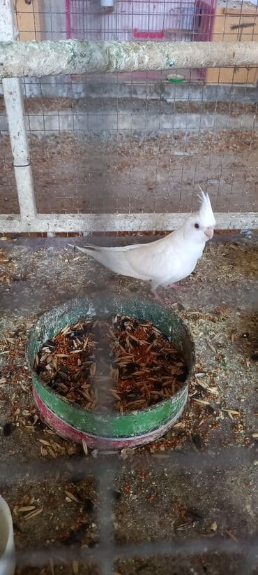 menks cinsi pişik: Yanaqsiz korella balalaridir ele oyretmeyin tam vaxdidir yeni dene — 5