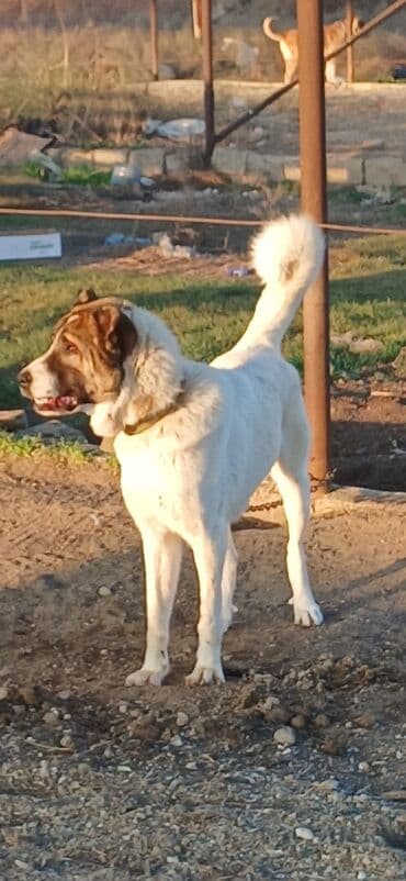 gold şinşila pişik: Qurdbasar, 10 ay, Dişi, Peyvəndli, Pulsuz çatdırılma — 5