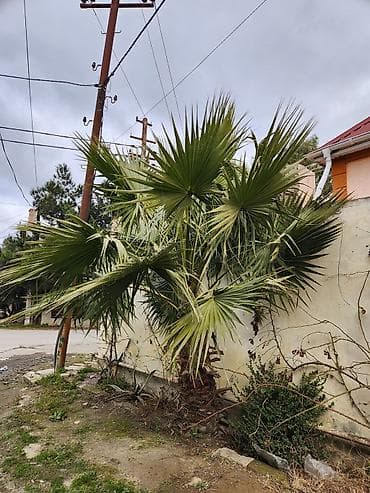 Digər bitkilər: Dekorativ palma ağacı – fan formalı yarpaqlı (yükək soyuğa davamlı — 10