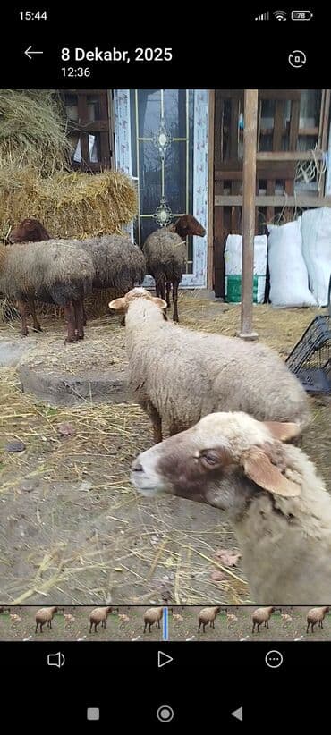 şahmerdan epimedyumlu macun kullanan erkekler: Məhsul: Qoyun bu quzular Təsvir: - Şəkillərdə müxtəlif rəngli (ağ — 1