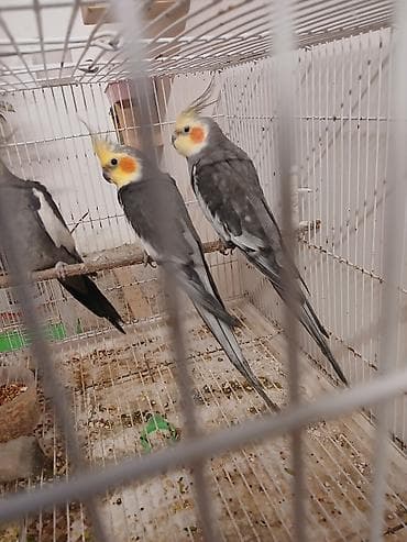 geref quşu: Məhsul: Nimfa tutuquşuları (cockatiel) Təsvir: - Rəng: Boz (grey) — 7