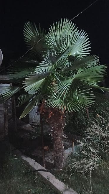 Trachycarpus fortunei (yelpaxə palmı) – dekorativ peyzaj bitkisi -