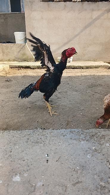 avstroluq xoruz: Tam saglam 9 ayliq becedir temiz heyvandir shamo cinsi ile qarisiqdir — 1
