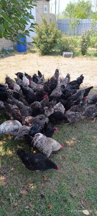 Inəklər, öküzlər: Toyuq, Damazlıq — 3