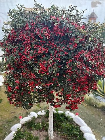 Pyrakantha (atəş tikanı) dekorativ ağac – sıx qırmızı giləmeyvəli