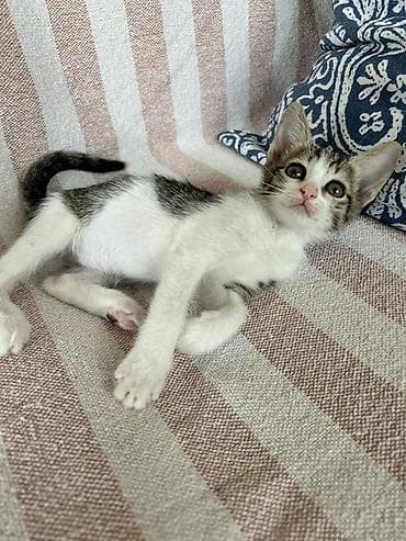 akvarium baliq bazari: Sevimli bala pişik – ağ və boz naxışlı, böyük qulaqlı, yaşıl gözlü — 4
