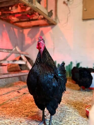 alman ofcarkasi: 🐓 Təmiz qan Avstralop (Alman xətti) — 3