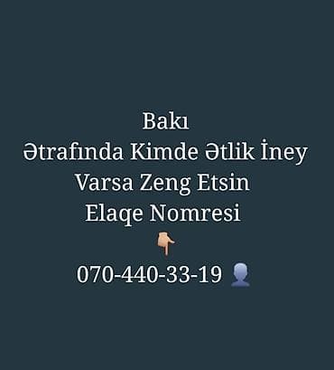 Bakı ərazisində ətlik inək axtarışı. Ətrafda ət istiqamətli inəyi