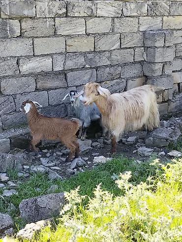 cins keçilər: Ekiz bala bir dişi biri erkeydi helebden düşmə kecilerdir ana 3 — 2