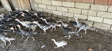 ördək balası və cücə: 28 ədəd 4 Aylıq Hind Quşları Satılır. Real Alıcılar Narahat Etsin — 3