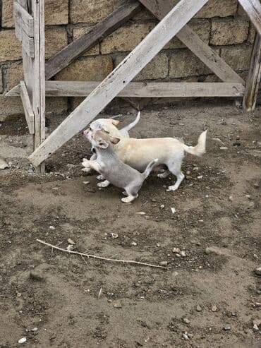 it şəkilləri: Zvanok, çubuş – qarışıq rənglərdə (krem, ağ, boz). Yeməyə — 11