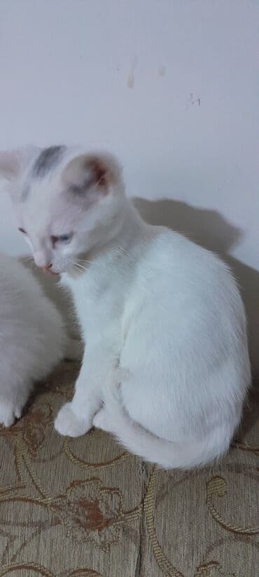 возьму котенка в добрые руки: Yaxşı əllərə — 4