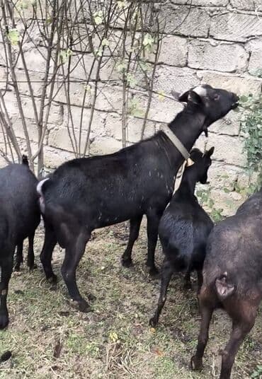 cins inekler azerbaycanda: Təmiz orginal murciyano keçiləri yetik boğazdılar 6 dənə keçidi — 5