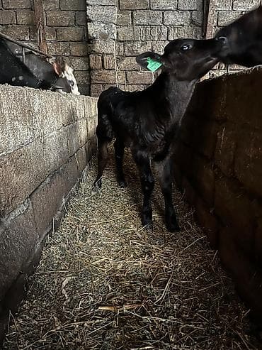 İtlər: Buzov — 2