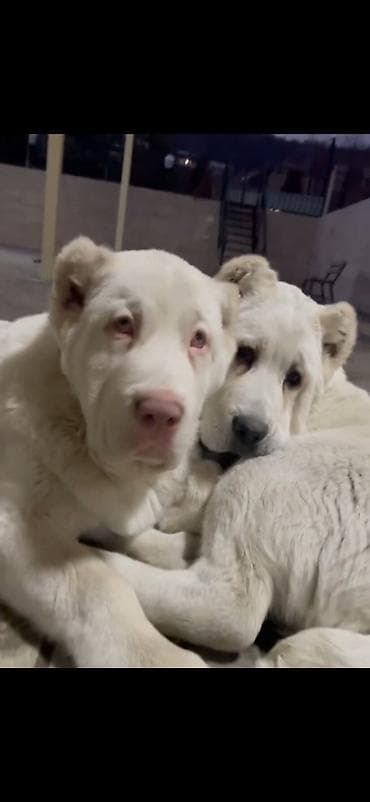 it sekisi: Alabay — 4