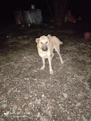 Qurdbasar, 2 il, Dişi