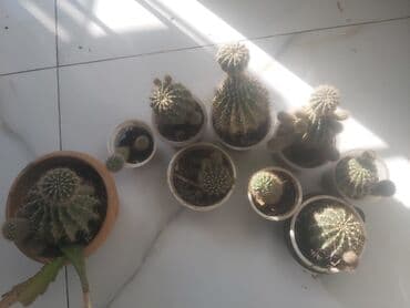 dibcek gulleri ve adları: Kaktus orxideya Şitilləri 5 azn. Adi kaktus 2 azn — 4