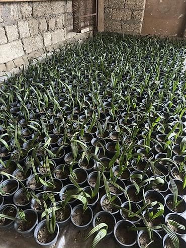 zefir bitkisi: Finik toxumu ve hazir qabda olan satılır 95 % cıxır . Xarici yaxşı — 3