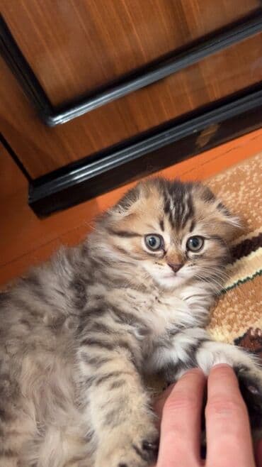 Şotland uzun tüklü, Erkək lalafo.az -da Şotland uzun tüklü, Erkək