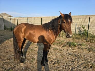 Gəmiricilər: Qarabağ Atı.yaş 3.5 Erkək. unvan Bakı Balaxanı. tam sağlam və təmiz — 7