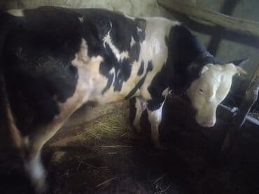 inekler ucar: Satılır: 2 baş cins buğa - Növ: mal-qara (erkək buğa) - Say: 2 baş - — 5