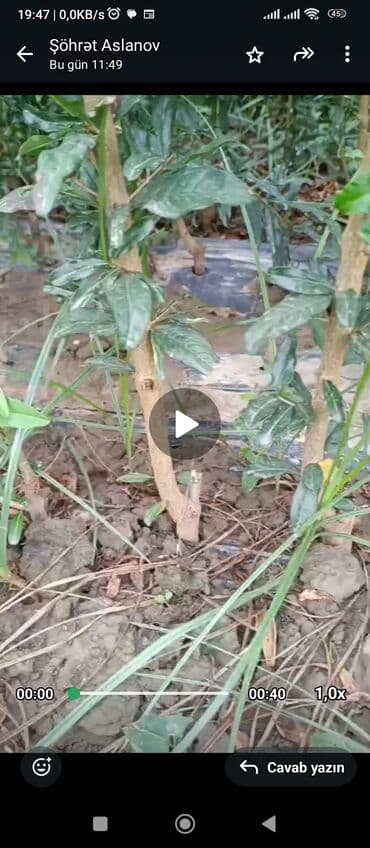 сколько стоит пальма в горшке: Salam 4 illik nar tingləri satılır gülövşə sort və donuz burnu — 8