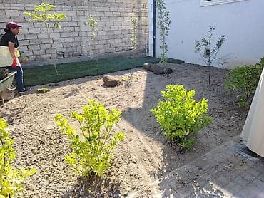 Услуги: Hazır rulon qazon – peşəkar quraşdırma xidməti Təsvir: - Yaşıl, sıx — 2