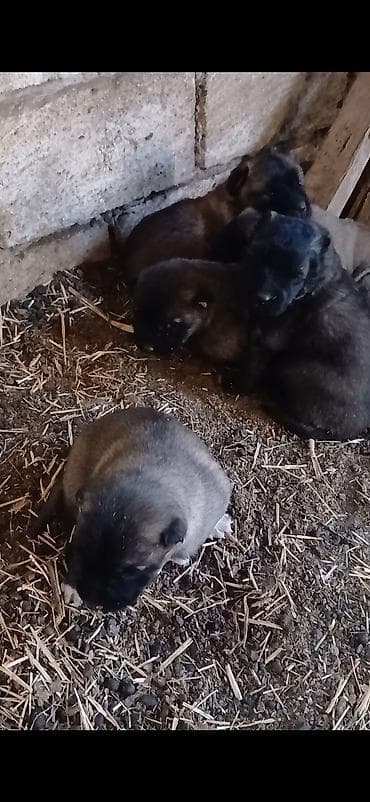 Gəmiricilər: Peyvəndli — 1