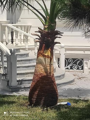 suni bitki: 🌴 Palma ağaclarının peşəkar təmizlənməsi və formaya salınması! 🌴 ✔ — 5