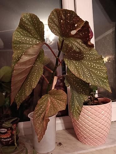 ciledagi bitkisi: Bitki: Begoniya maculata (Polka-dot begoniya) Təsvir: - Dekorativ — 1