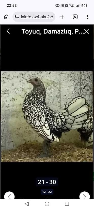 cins toyuq: Toyuq, Ətlik — 7